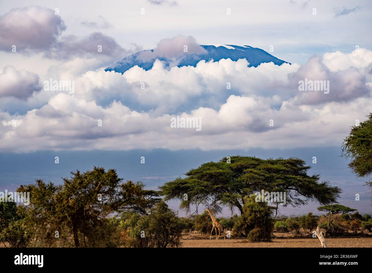 Giraffen unter einem Akazienbaum mit Mt. Kilimandscharo im Hintergrund Stockfoto