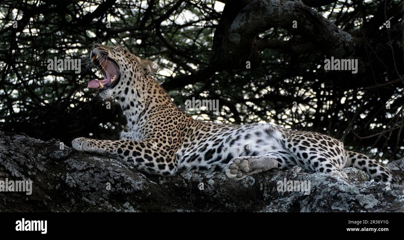 Der Leopard (Panthera pardus) wacht aus seinem Nickerchen auf und gähnt, während er auf einem Ast liegt. Ndutu, Serengeti, Afrika Stockfoto