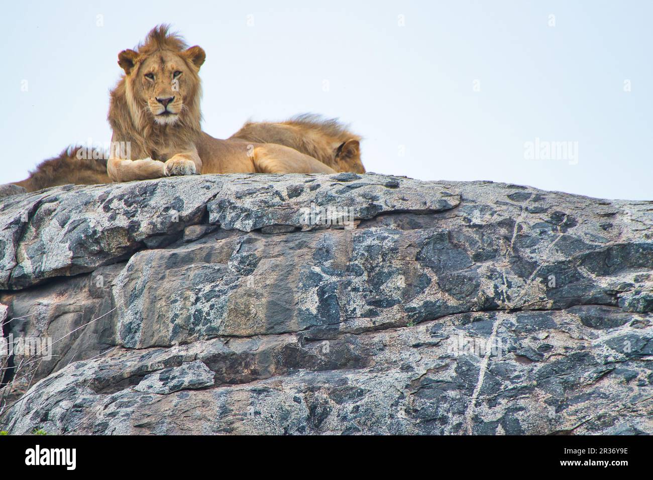 Der Löwe ruht auf einem Kopje im Serengeti-Nationalpark, Tansania Stockfoto