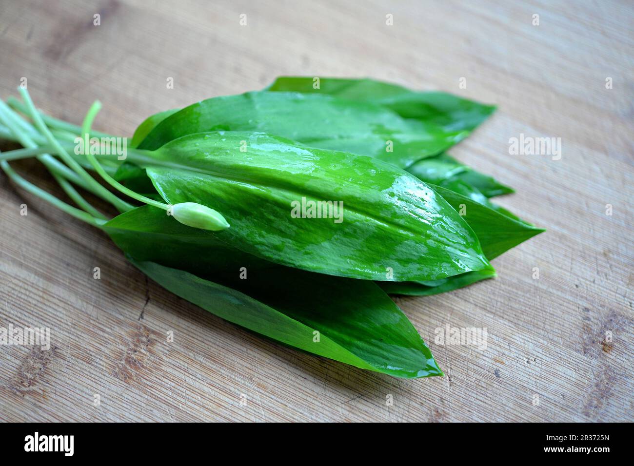 Frischer wilder Knoblauch in der Küche Stockfoto