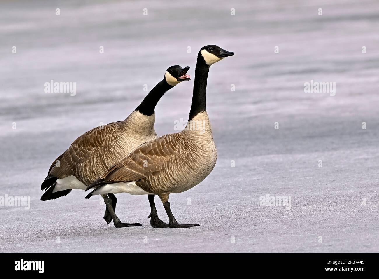 Ein Paar kanadische Wildgänse „Branta canadensis“, die auf der gefrorenen Seenoberfläche spazieren, während das Männchen mit dem Weibchen spricht. Stockfoto