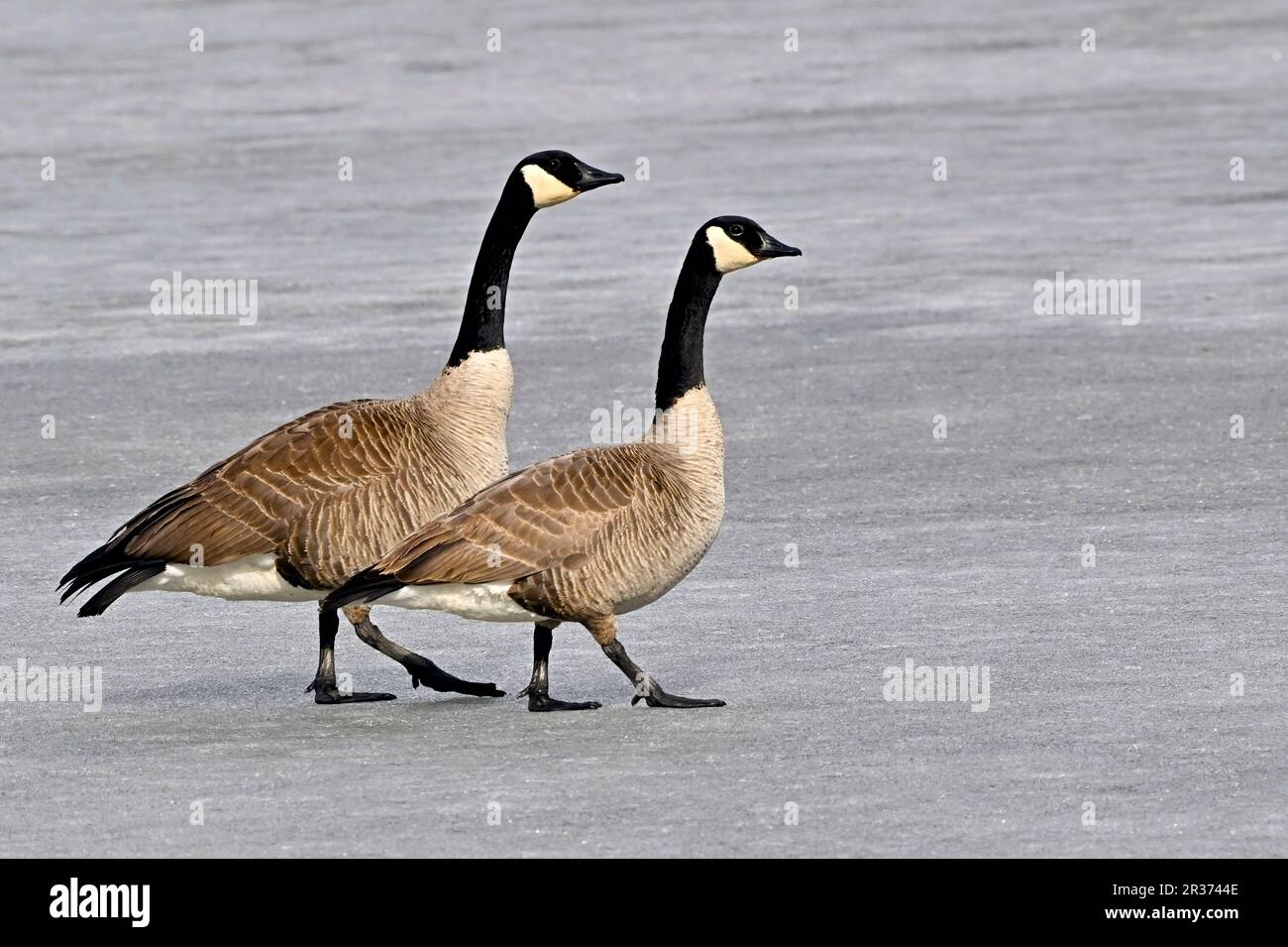 Ein Paar kanadische Wildgänse „Branta canadensis“, die auf der gefrorenen Seenoberfläche im ländlichen Alberta Kanada spazieren Stockfoto