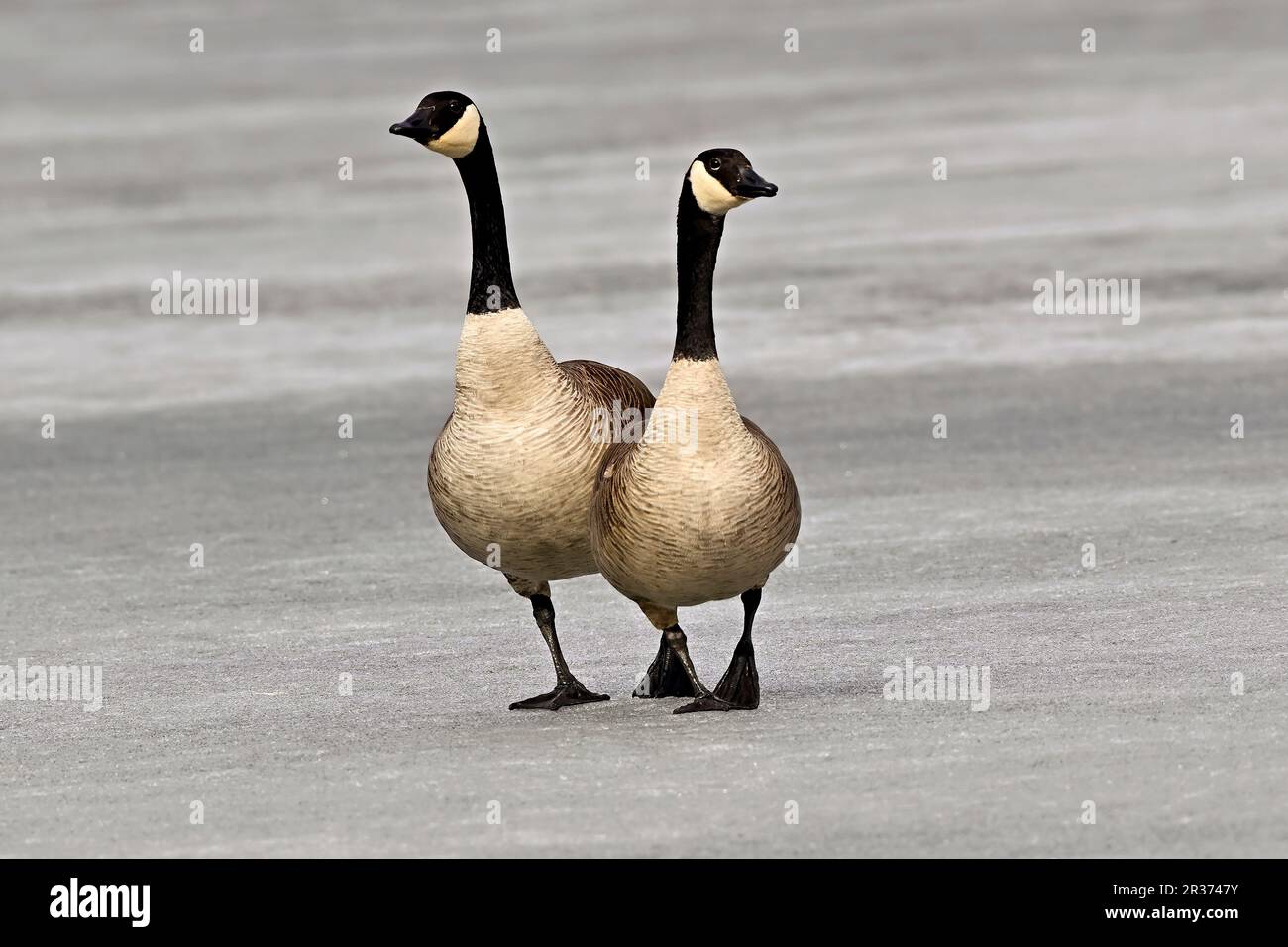 Ein Paar kanadische Wildgänse „Branta canadensis“, die auf der gefrorenen Seenoberfläche im ländlichen Alberta Kanada spazieren Stockfoto