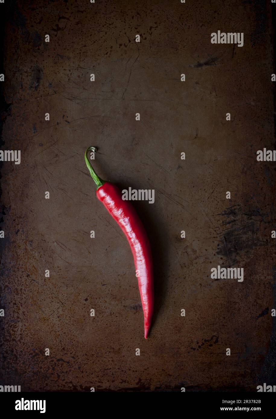 Ein frischer Red Chili Pod auf einem Tablett Stockfoto