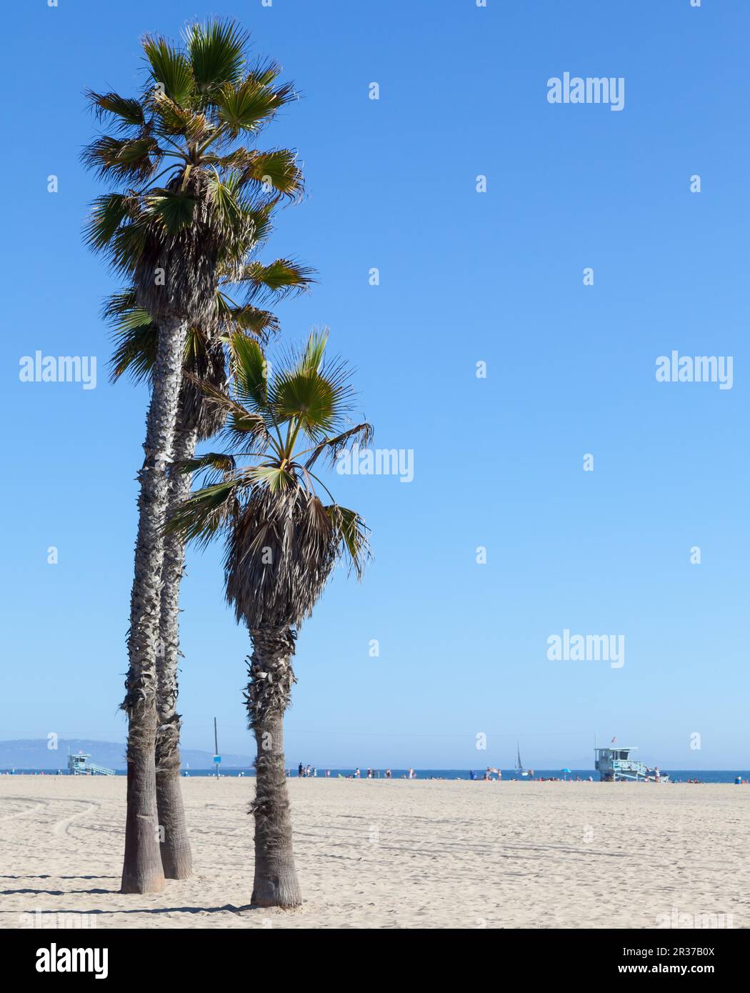 Palmen am Strand von Santa Monica - Los Angeles - an einem sonnigen Tag mit einem perfekten blauen Himmel Stockfoto