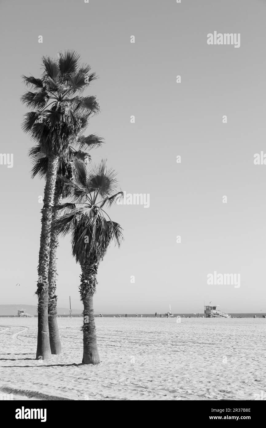 Palmen am Strand von Santa Monica - Los Angeles - an einem sonnigen Tag mit einem perfekten blauen Himmel Stockfoto