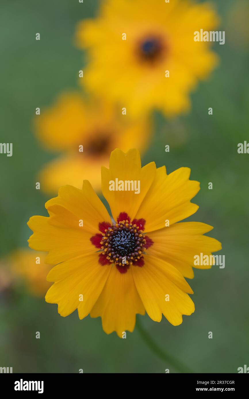 Coreopsis basalis, oder Zeckensaat, in einem Jahr, das in den Feldern von Texas wild wächst, aber die Pflanze ist auch im Garten wunderschön. Stockfoto