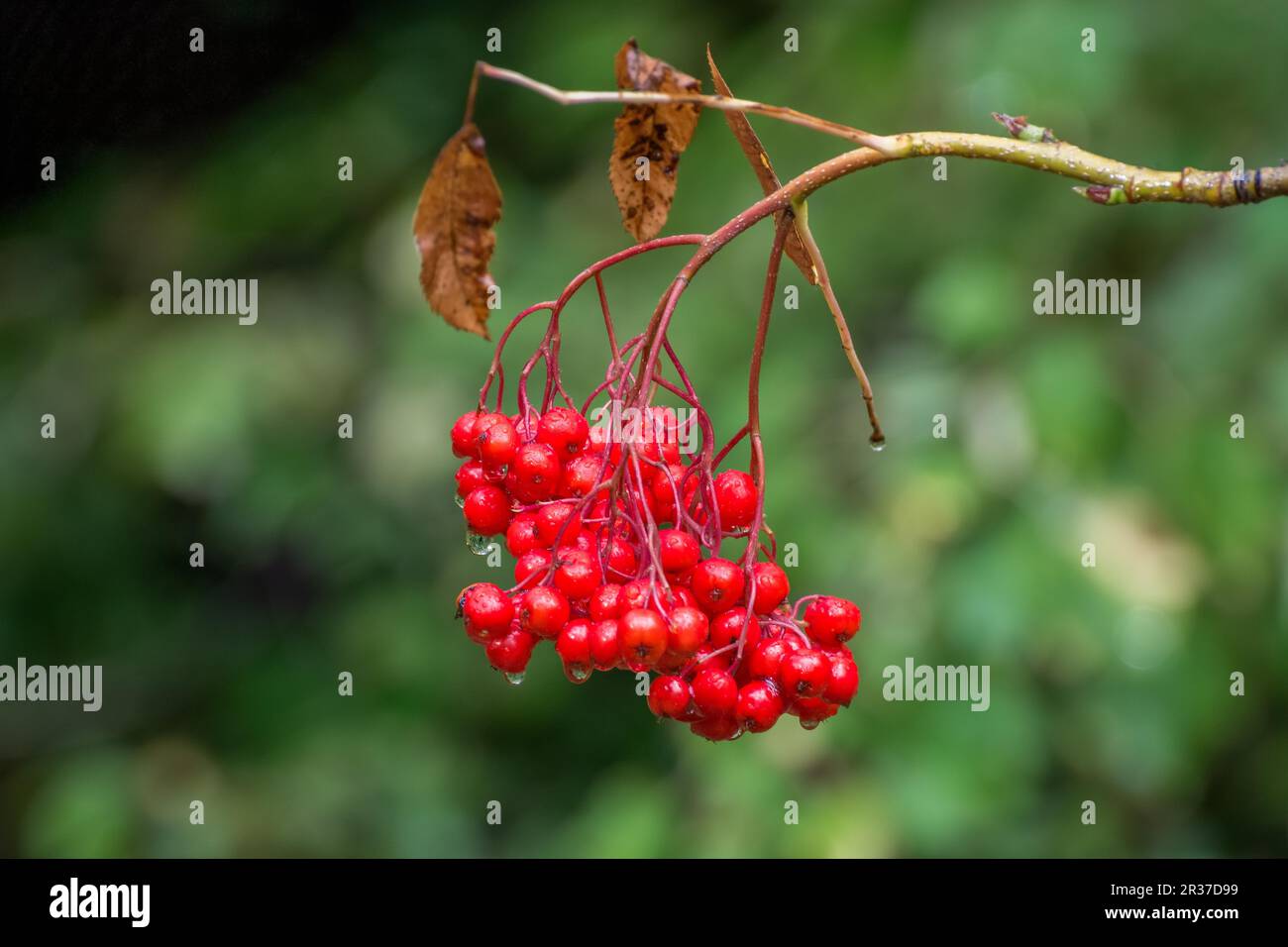 Amerikanische Eberesche Beeren Stockfoto