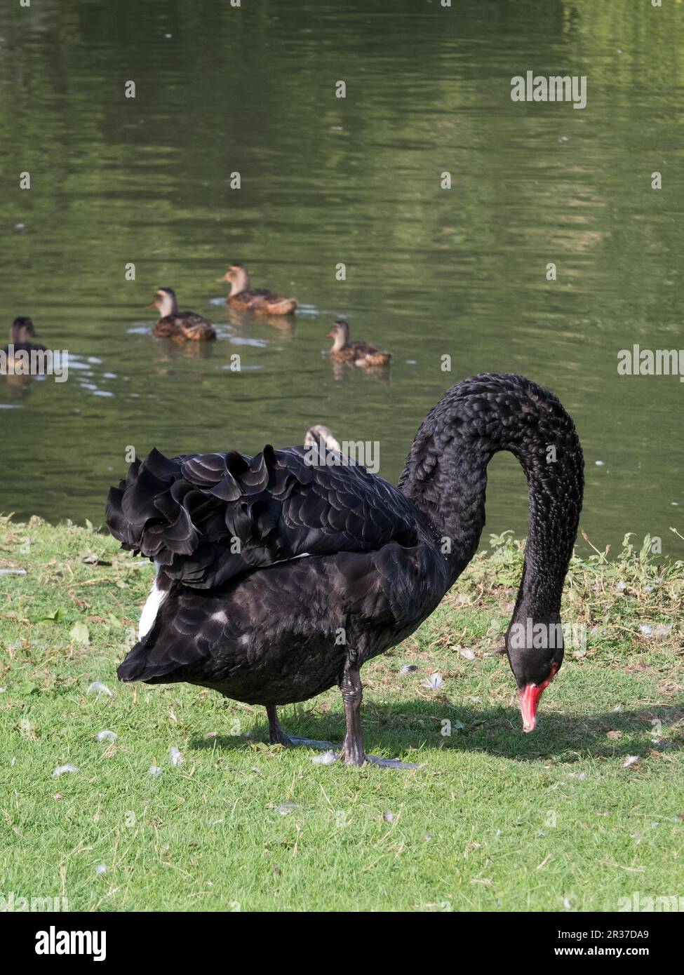 Black Swan (cygnus atratus) an einem See in Kent Stockfoto