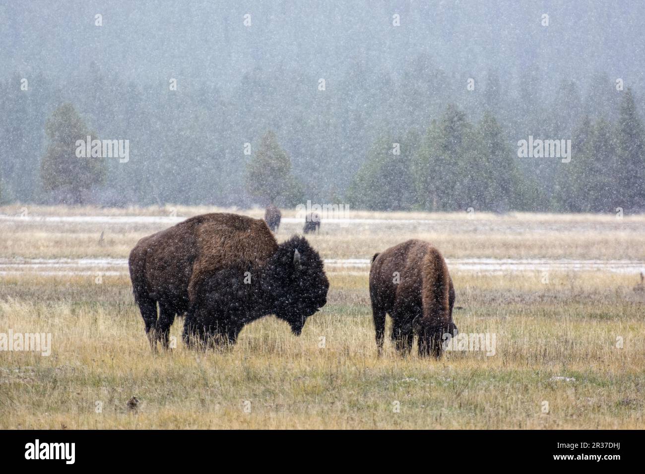 Amerikanische Bison (Bison bison) im Schnee Stockfoto