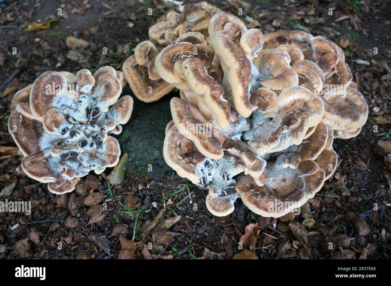 Klammer-Pilz Stockfoto