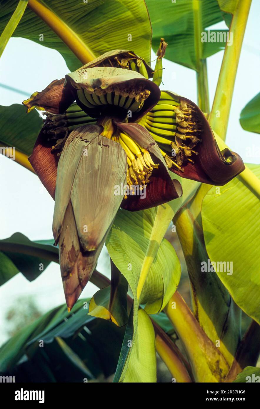 Die Blume des Bananenbaums (Musa paradisiaca Linn) kann als Nahrung verwendet werden, Kerala, Südindien, Indien, Asien Stockfoto