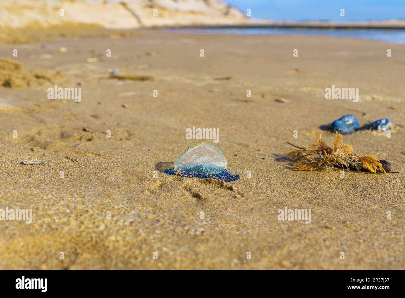 Blue Sail Qualle, oder Segelsegler, oder Velella Velella, aus der Nähe des Strandes. Ein winziges Segel erlaubt dem Organismus, auf See zu reisen Stockfoto