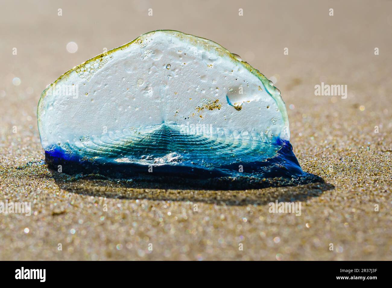 Blue Sail Qualle, oder Segelsegler, oder Velella Velella, aus der Nähe des Strandes. Ein winziges Segel erlaubt dem Organismus, auf See zu reisen Stockfoto