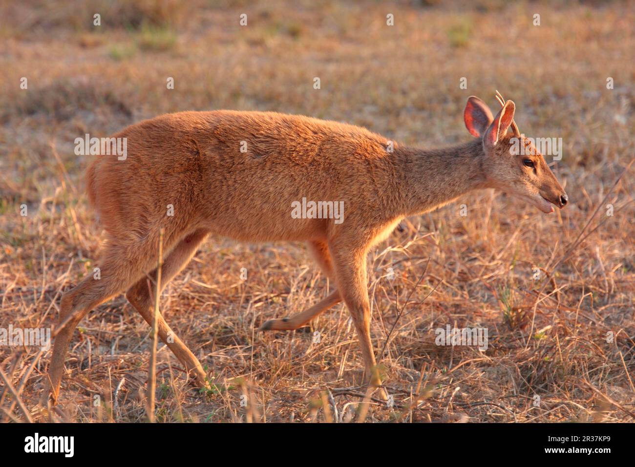 Brocket (Mazama gouazoubira), männlich, wandelnd, Pouso Alegre, Mato Grosso, Brasilien Stockfoto