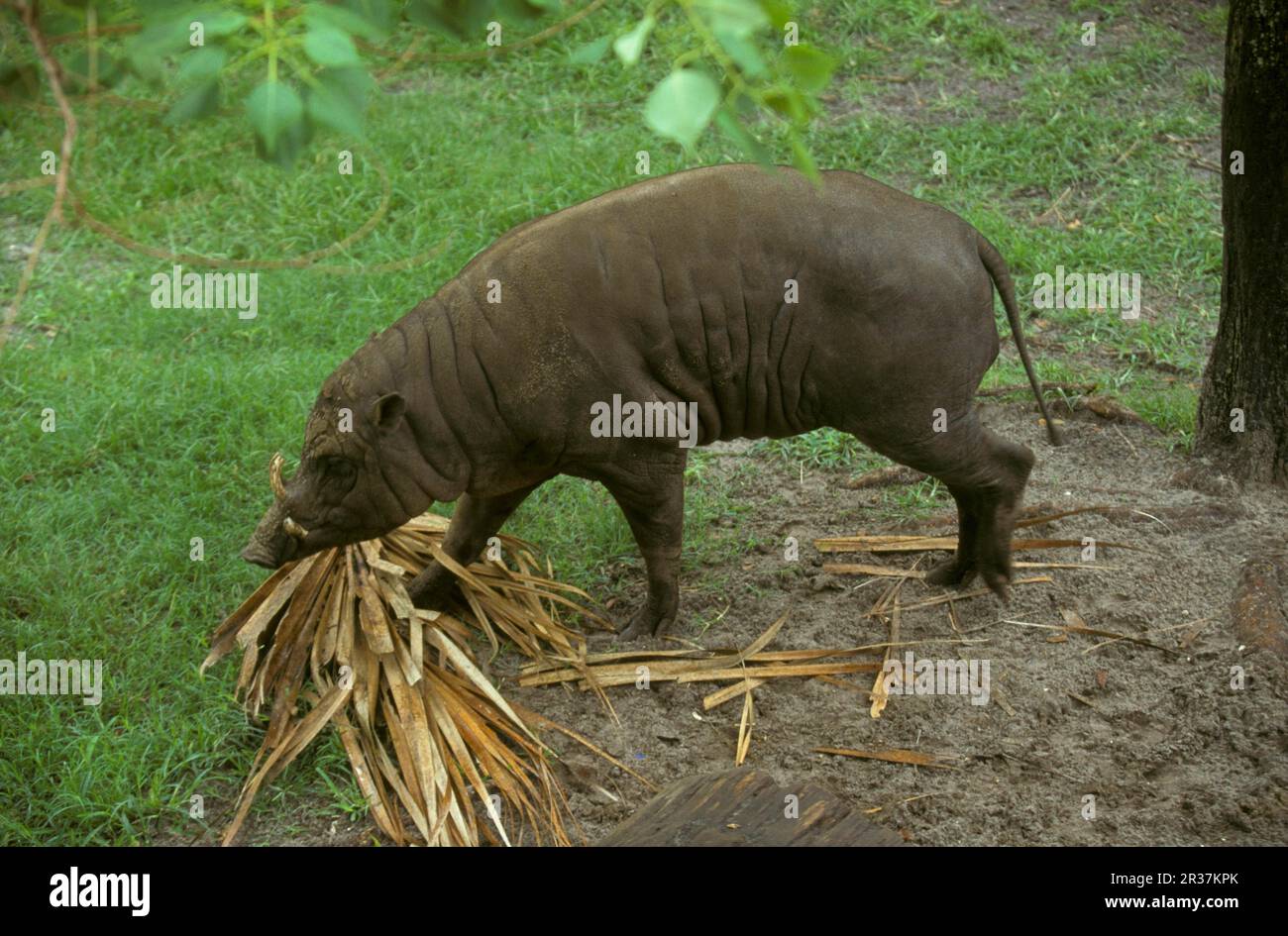 Molukkische Babirusa (Babyrousa babyrussa), Schweine, Huftiere, Huftiere mit geraden Zehen, Säugetiere, Tiere, Babirusa Stockfoto