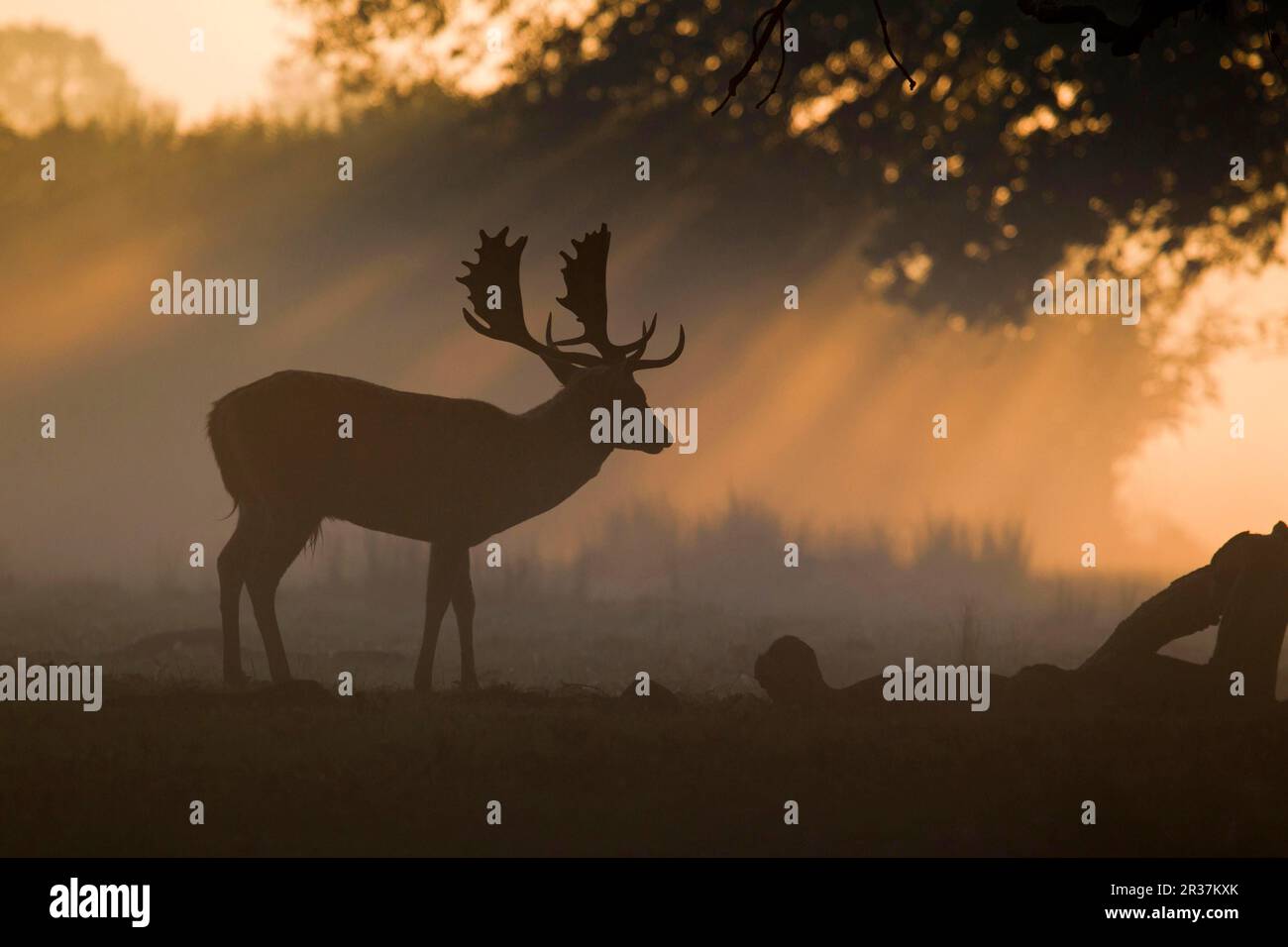 Schwarzwild (Dama dama), das bei Sonnenaufgang während der Rutsche Silhouettierung erhielt, Helmingham Hall Deer Park, Suffolk, England, Großbritannien Stockfoto