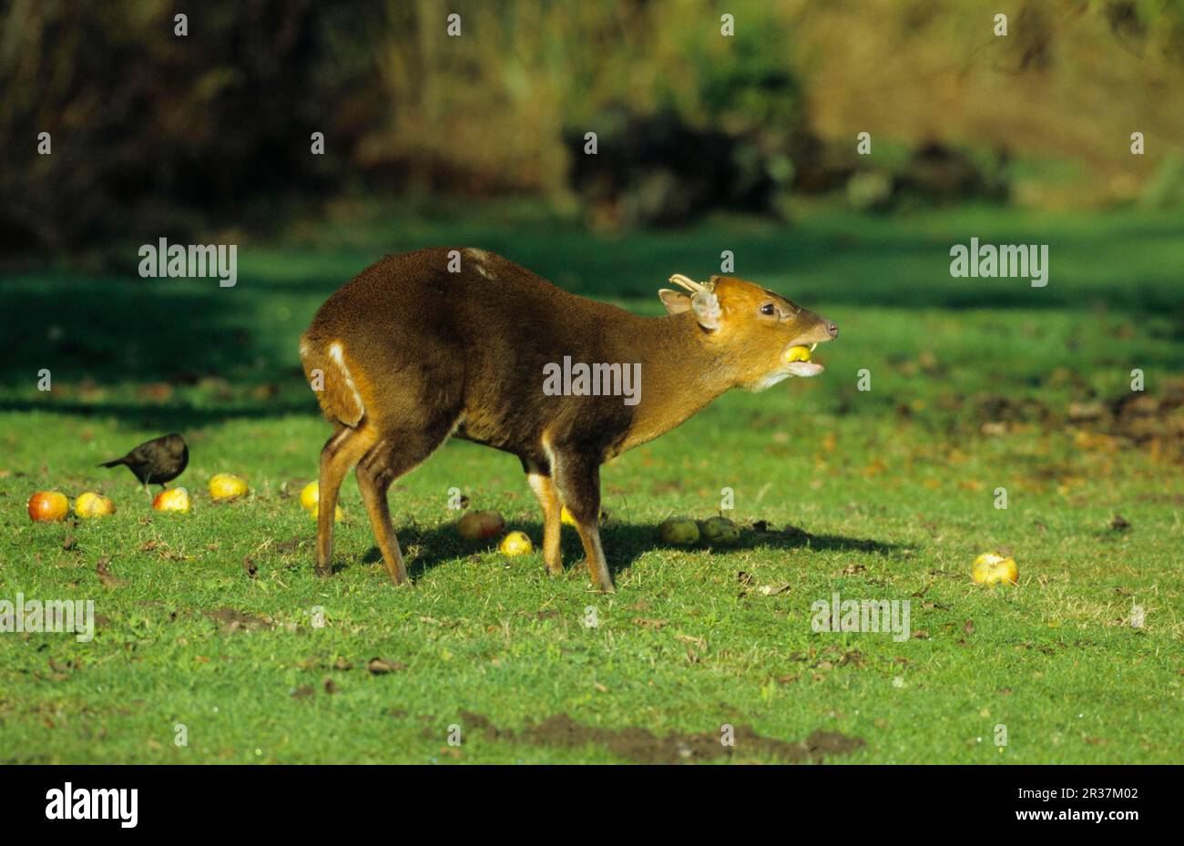 chinesischer Muntjac (Muntiacus reevesi), männlich, der von gefallenen Äpfeln gefüttert wird Stockfoto