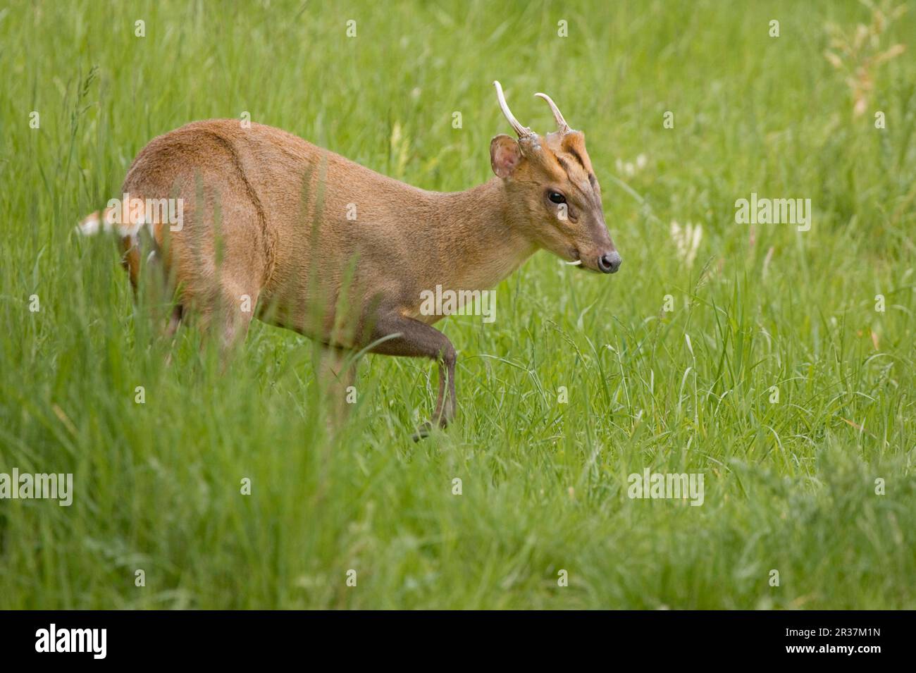 Chinesischer Muntjac (Muntiacus reevesi), männlich, auf langem Gras stehend, England, Vereinigtes Königreich Stockfoto