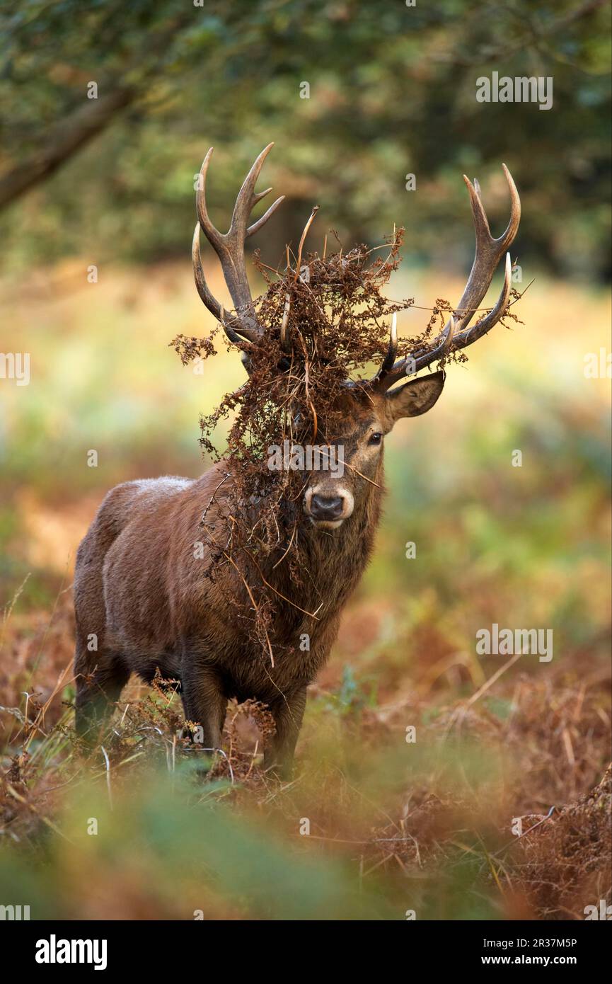 Rotwild (Cervus elaphus), Hirsch, mit gebrochenem Geweih zur besseren Darstellung, während der Rutsche, Richmond Park, London, England, Herbst Stockfoto