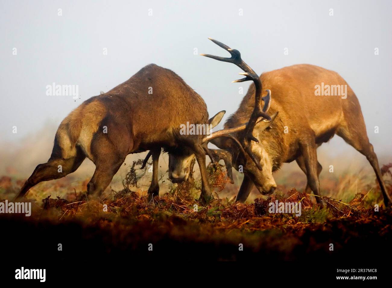 Rotwild (Cervus elaphus), zwei reife Stags, die während der Rutsche im Nebel zwischen den Farnen kämpfen, Richmond Park, London, England, Vereinigtes Königreich Stockfoto
