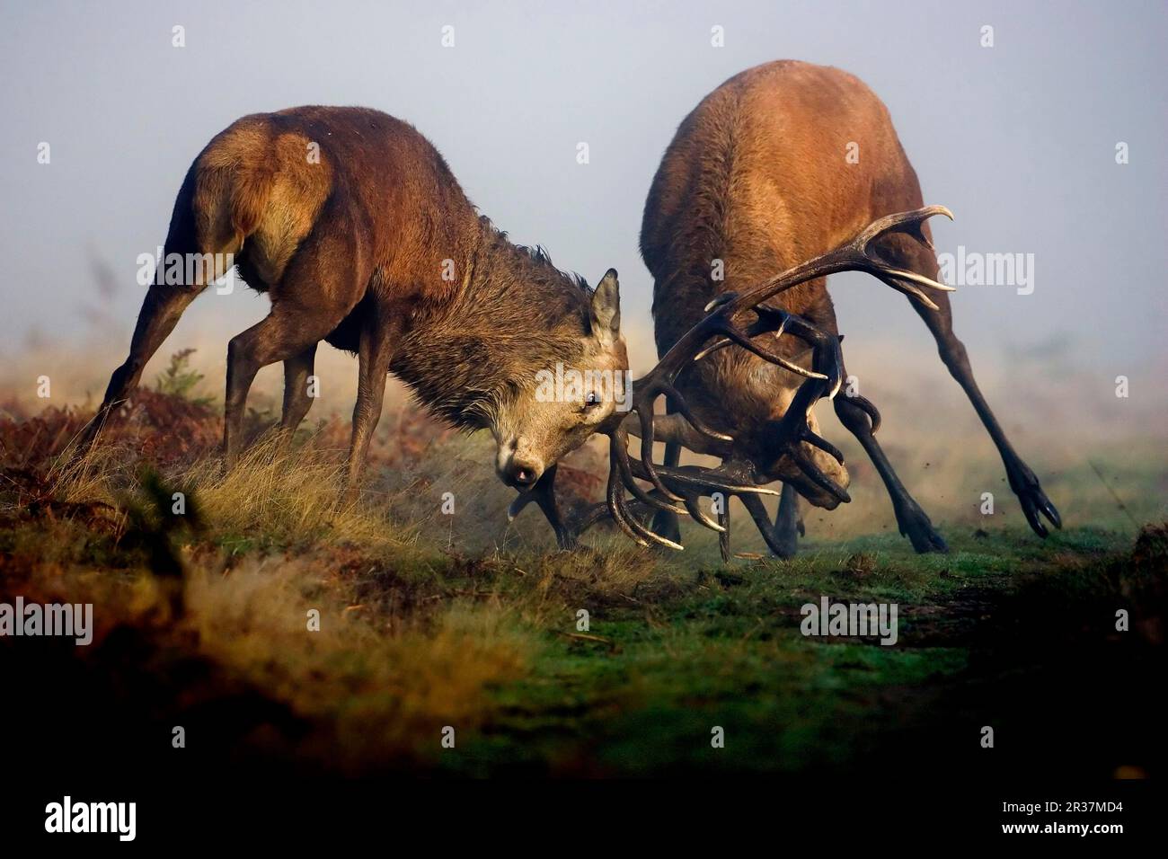 Rotwild (Cervus elaphus) zwei reife Stags, die während der Rutsche im Nebel kämpften, Richmond Park, London, England, Vereinigtes Königreich Stockfoto