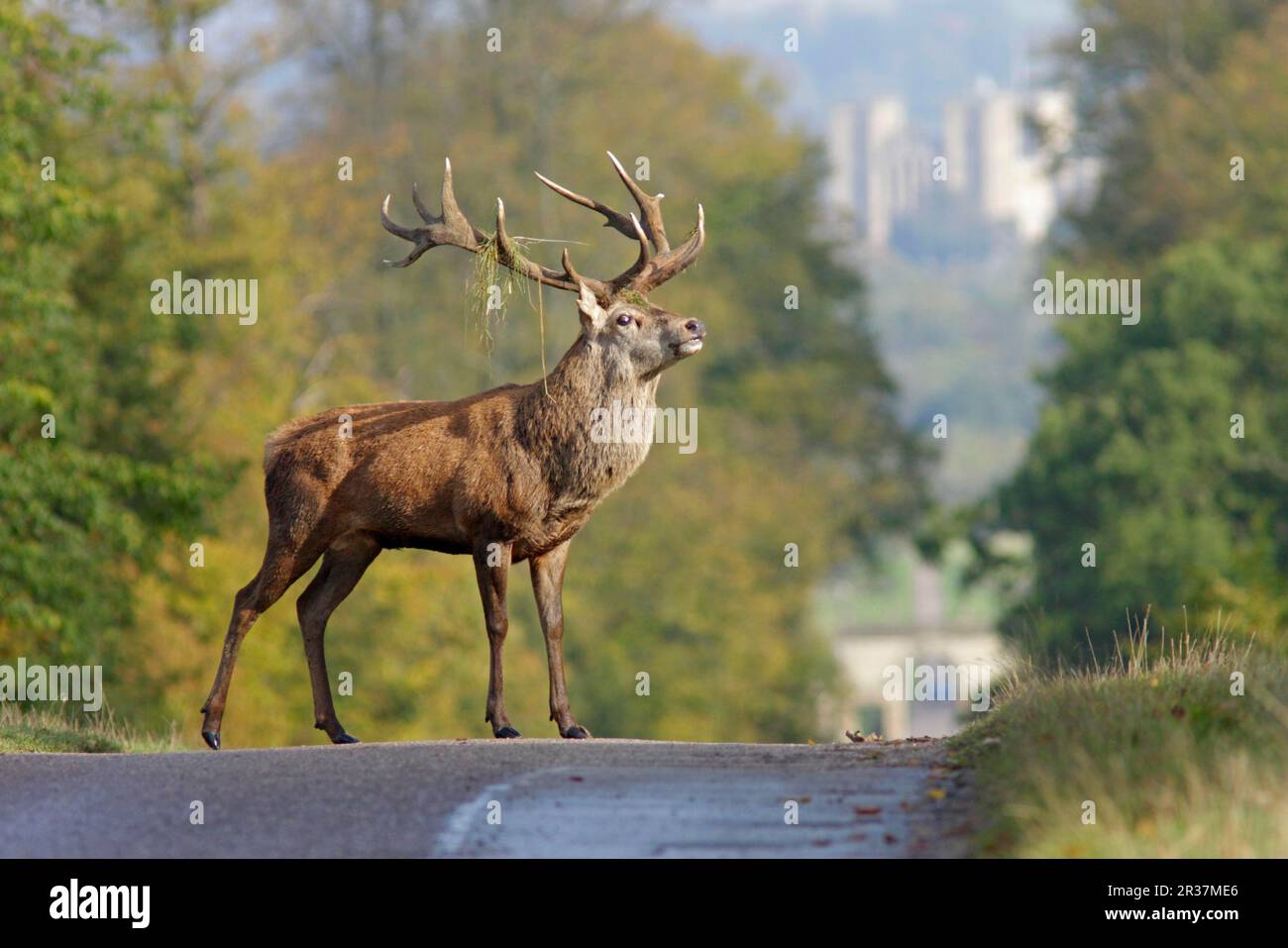 Rotwild (Cervus elaphus), reifer Hirsch, mit Gras im Geweih, auf der Straße stehend, Blick auf die Ripon Cathedral, Studley Royal Deer Park, Studley Roger Stockfoto