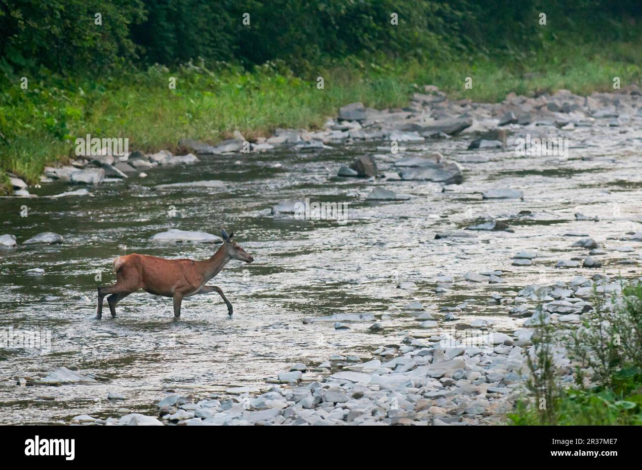 Rothirsch (Cervus elaphus), Flussüberquerung im Morgengrauen, Bieszczady N. P. Bieszczady Mountains, Äußere östliche Karpaten, Polen Stockfoto