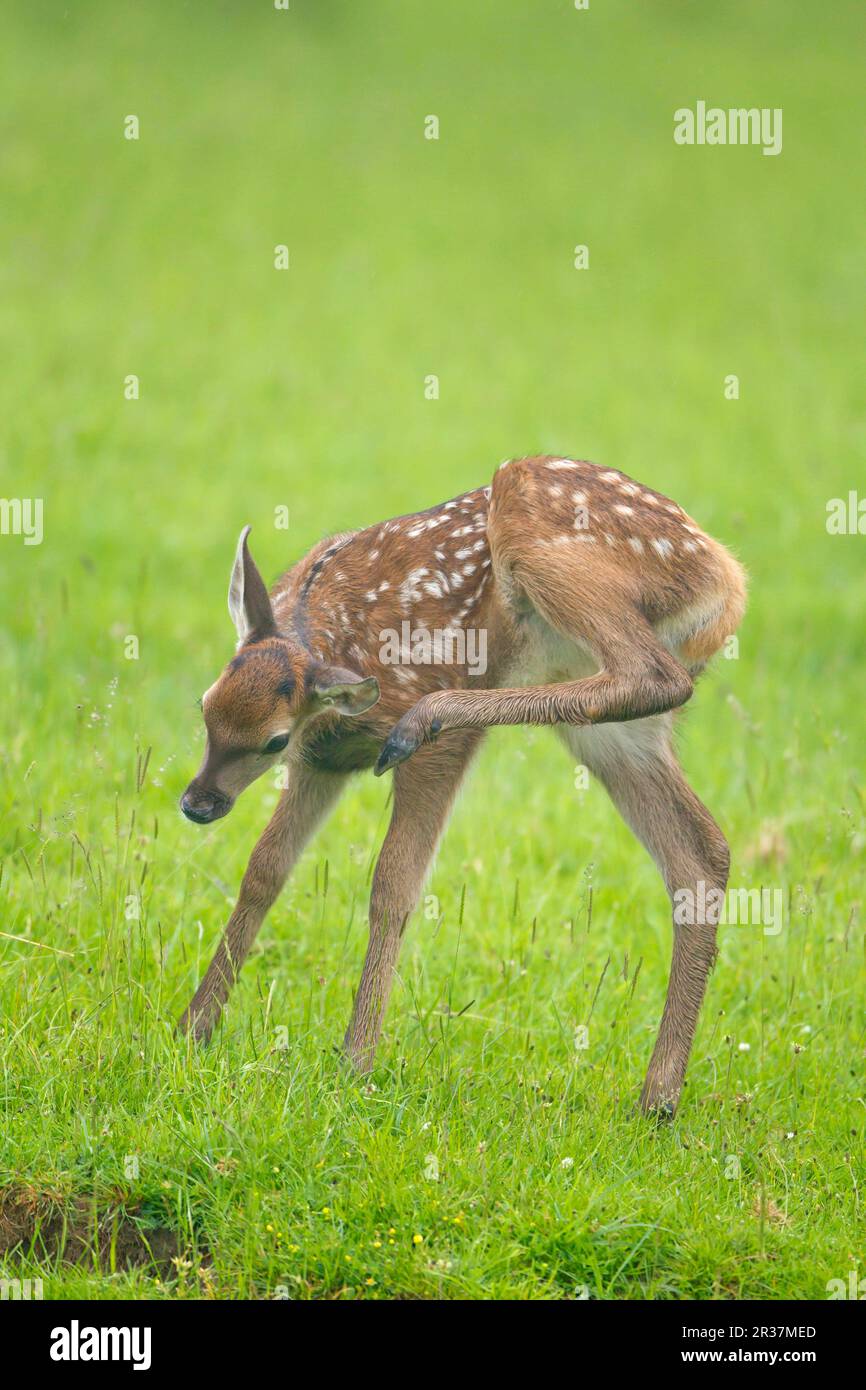 Rotwild (Cervus elaphus) Kalb, kratzendes Ohr mit Hinterfuß, auf Wiese stehend, Suffolk, England, Vereinigtes Königreich Stockfoto