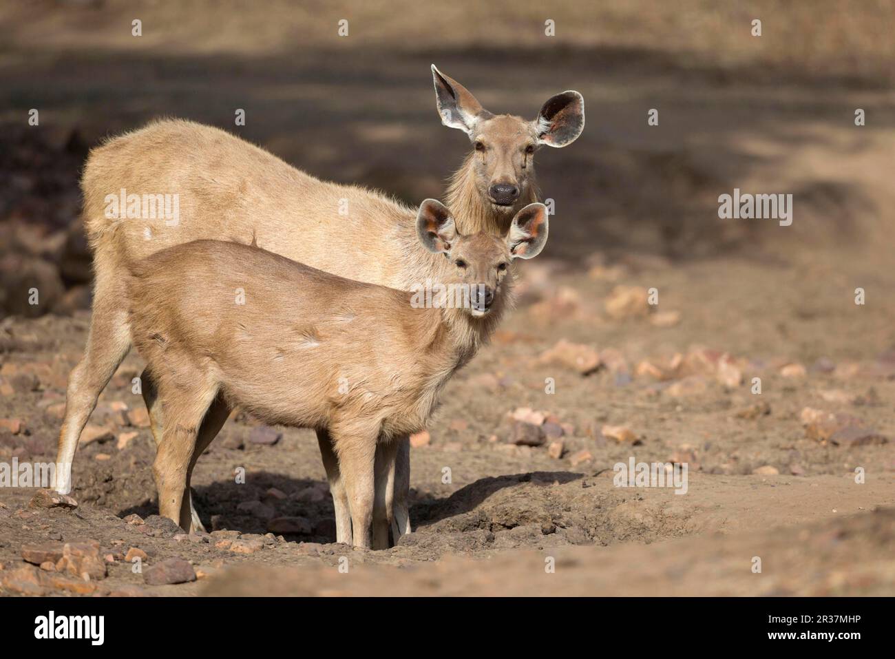 Sambarhirsch (Rusa Unicolor), weiblich und jung, trinkt am Loch in einem trockenen Wasserloch, Ranthambore N. P. Rajasthan, Indien Stockfoto