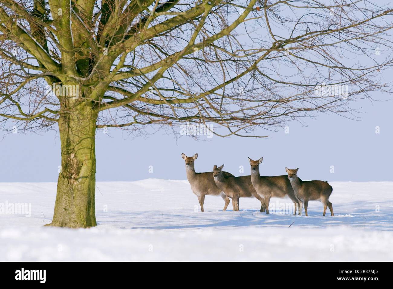 Sika-Hirsche (Cervus nippon) Stags und Kälber stehen im Schnee neben einem Baum, Knole Park, Kent, England, Winter Stockfoto