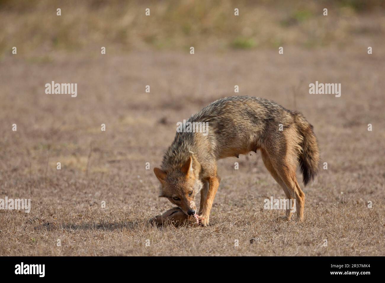 Goldschakal, Goldschakale (Canis aureus), Schakal, Schakale, Kaninen, Raubtiere, Säugetiere, Tiere, Goldener Schakal, Erwachsene, ernähren sich von Toten Stockfoto