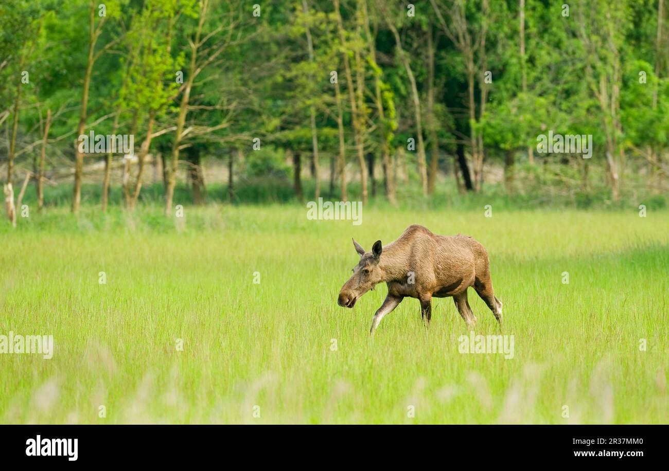 Eurasischer Wapitihirsch (Alces alces), weiblich, im Gras am Waldrand, Wiedereinführungsprojekt, Niederlande Stockfoto