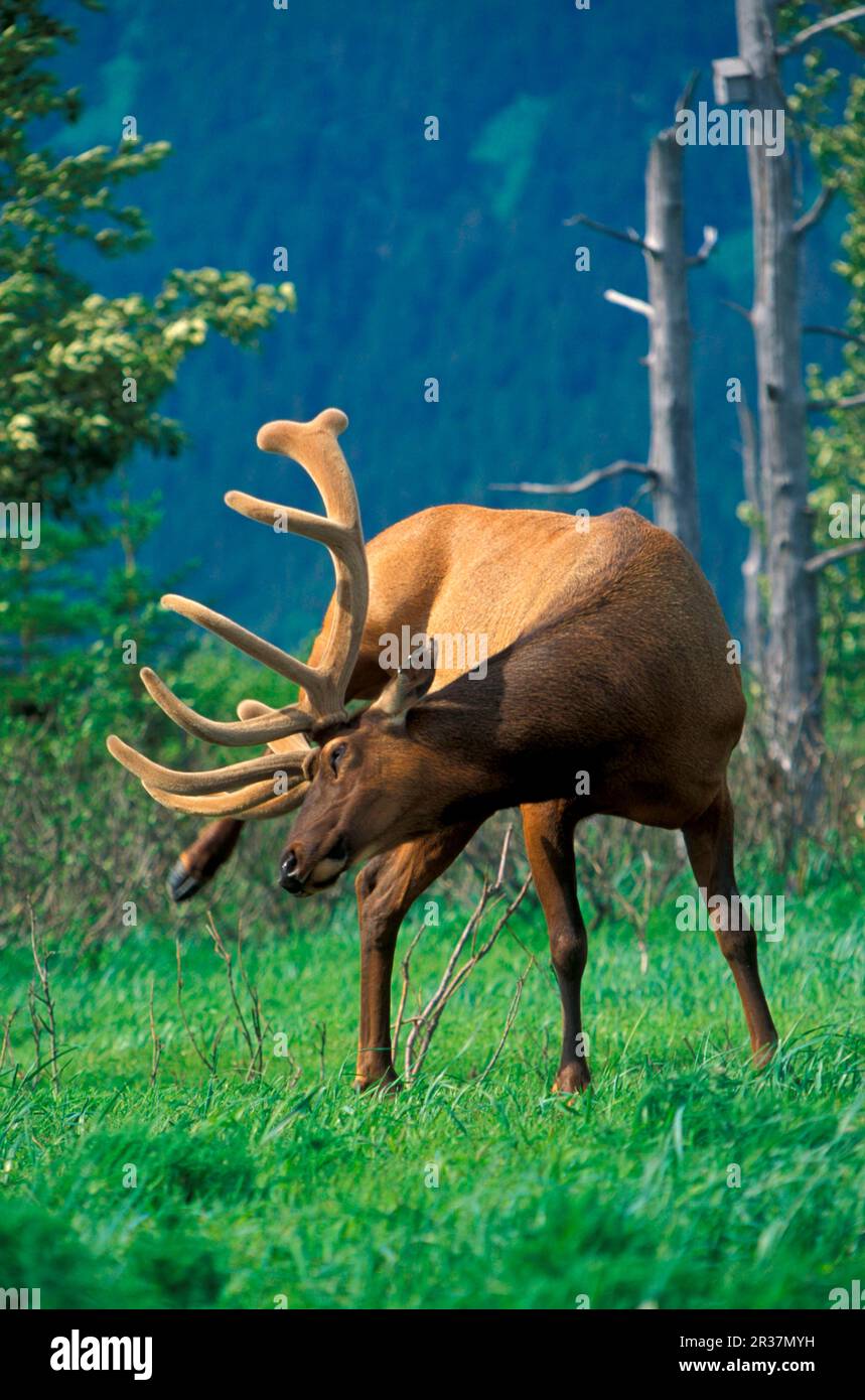 Cervus canadensis, Wapiti-Hirsch, amerikanische Elche (Cervus canadensis), Wapiti, Wapitis, Hirsch, Huftiere, Säugetiere, Tiere, Wapiti Alaska Stockfoto