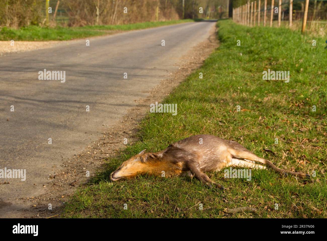 Dwarf Muntjac, chinese muntjac (Muntiacus reevesi), Dwarf Muntjac, Chinese Muntjac, Hirsch, Huftiere, Huftiere, Säugetiere, Tiere, Chinesen Stockfoto