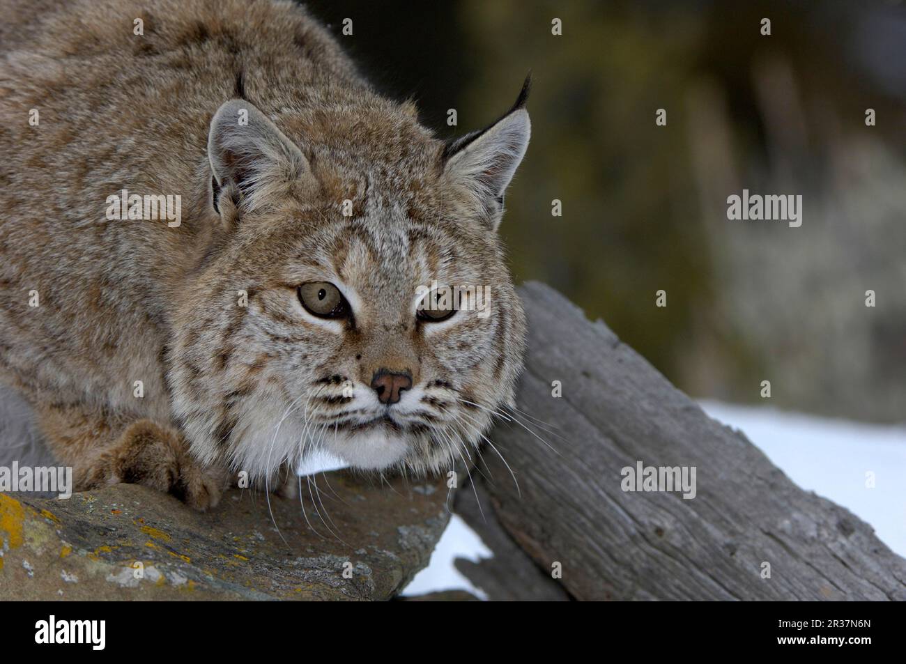 Bobcat (Lynx rufus), Erwachsene, Nahaufnahme des Kopfes, utricularia ochroleuca (U.) (U.) S.A. Stockfoto