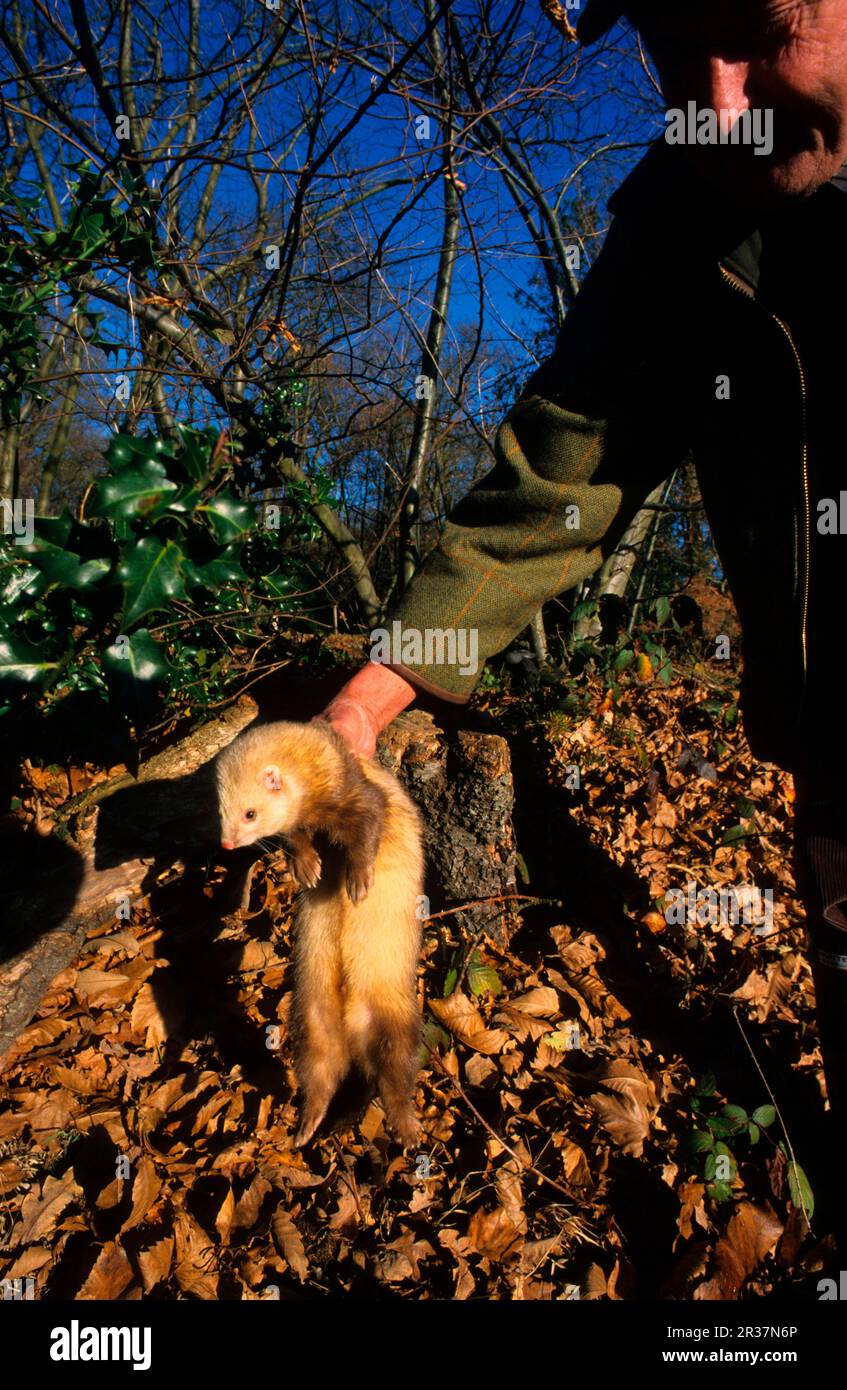 Im Besitz von man befindliches Inland Ferret (Mustela furo) in Waldgebieten, England, Vereinigtes Königreich Stockfoto