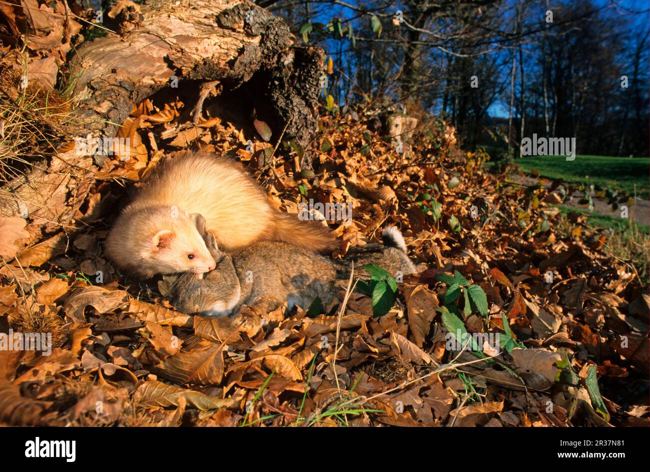 Einheimisches Ferret (Mustela furo), Erwachsener, mit Kaninchenmord, auf toten Blättern, England, Vereinigtes Königreich Stockfoto