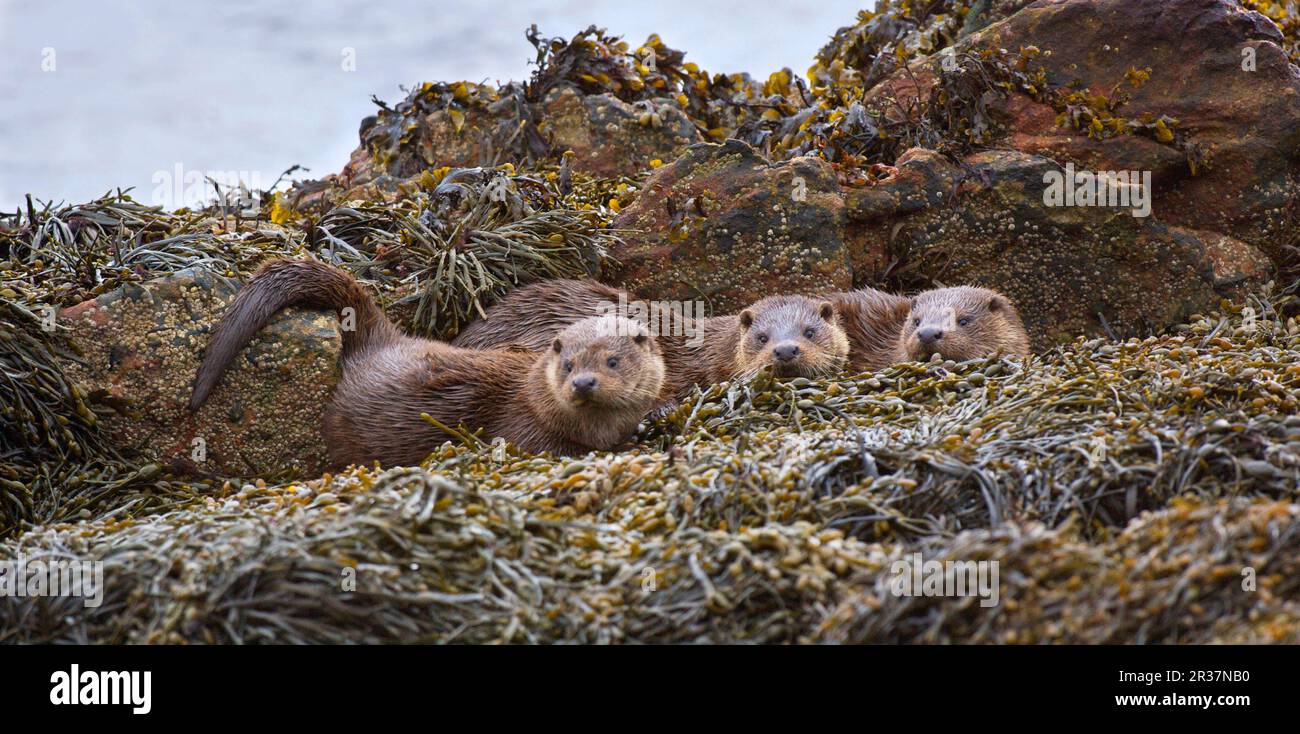 Europäischer Otter (Lutra lutra), Europäischer Otter, Marder, Raubtiere, Säugetiere, Tiere, Europäischer Otter, weiblich, mit Jungen, ruhend auf Seetang bedeckt Stockfoto