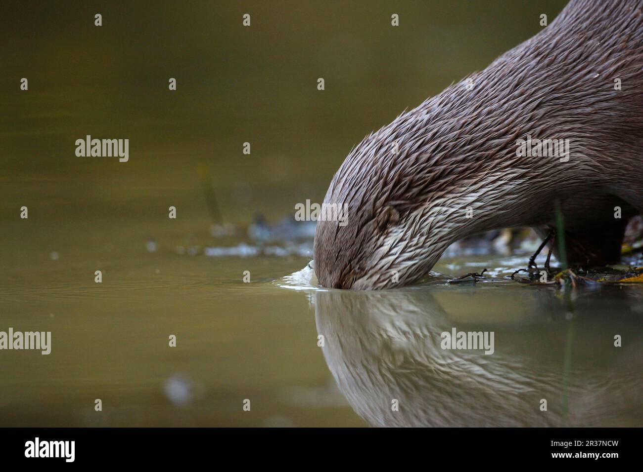 Europäischer Otter (Lutra lutra), männlich, in Wasser, England, Vereinigtes Königreich Stockfoto