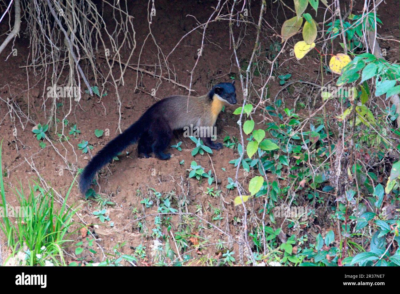 Gelbkehlmarder (Martes flavigula), Erwachsener, am Ufer stehend, Eaglenest Wildlife Sanctuary, Arunachal Pradesh, Indien Stockfoto