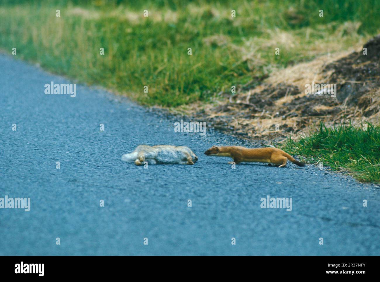 Hering (Mustela erminea), Heringe, großes Wiesel, marderartig, Raubtiere, Säugetiere, Tiere, Heroin, die sich toten Kaninchen nähern Stockfoto