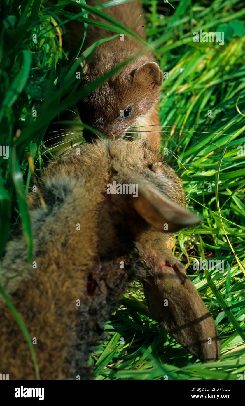 Hering (Mustela erminea), Heringe, großes Wiesel, marderartig, Raubtiere, Säugetiere, Tiere, Stoat mit totem Kaninchen, in langem Gras Stockfoto