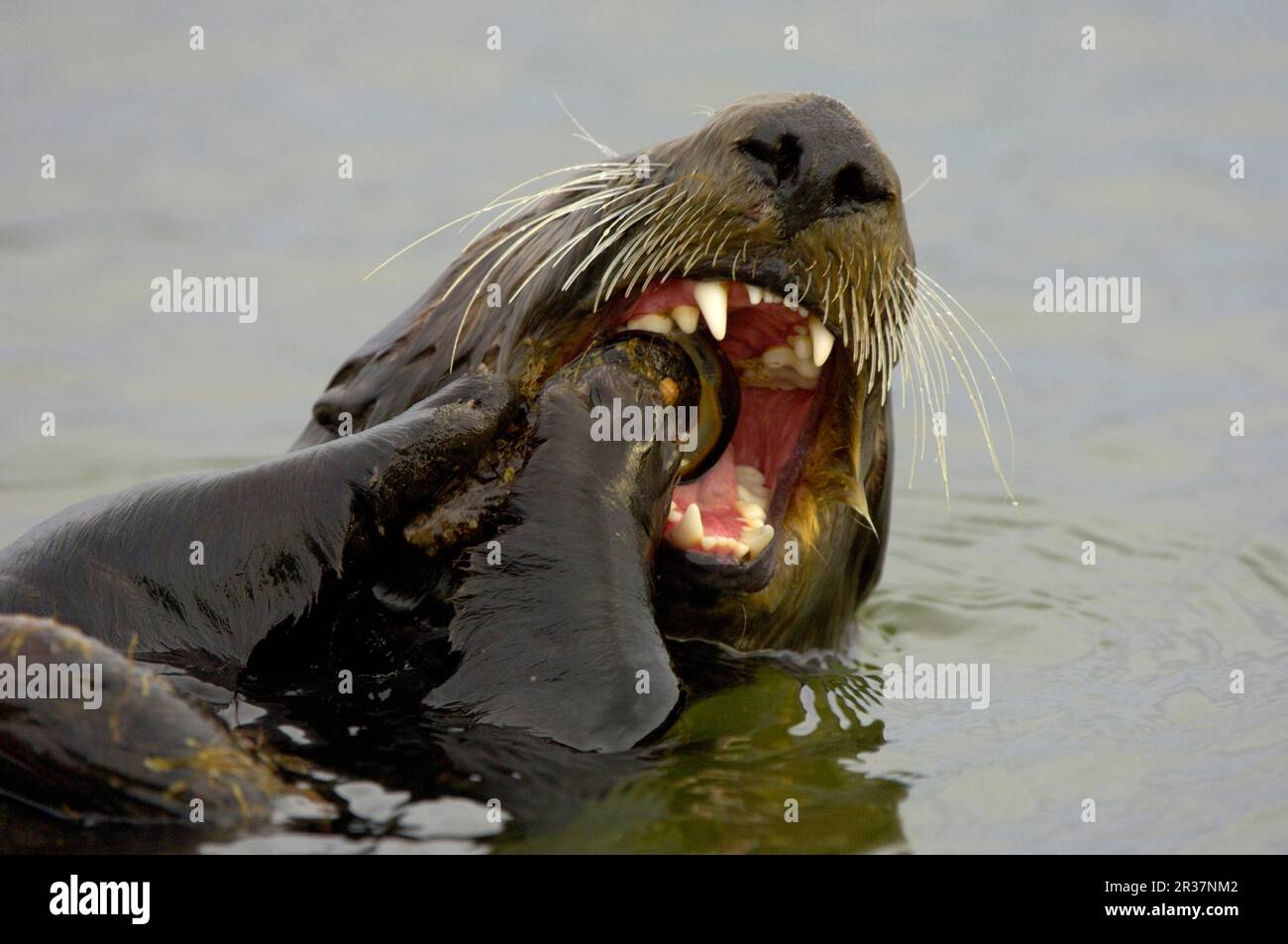 Seeotter (Enhydra lutris), Erwachsene, Fütterung von Schalentieren, Nahaufnahme des Kopfes, Monterey, utricularia ochroleuca (U.) (U.) S. A Stockfoto