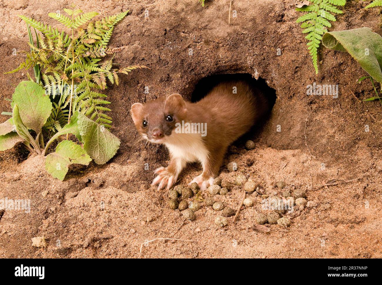 Hering (Mustela erminea), Heringe, Wiesel, Marder, Raubtiere, Säugetiere, Tiere, ausgewachsene Herde, die vom Eingang zum Kaninchengraben kommen, Sussex Stockfoto