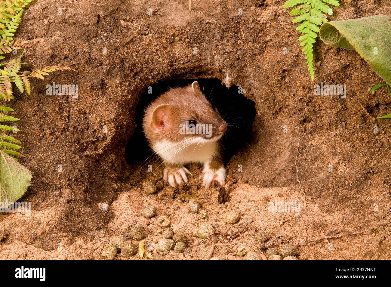 Hering (Mustela erminea), Heringe, Wiesel, Marder, Raubtiere, Säugetiere, Tiere, ausgewachsene Herde, die vom Eingang zum Kaninchengraben kommen, Sussex Stockfoto