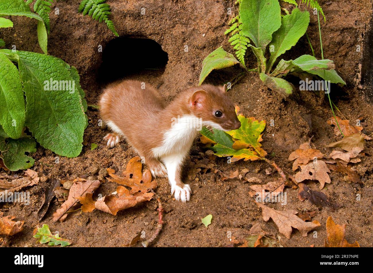 Hering (Mustela erminea), Heringe, Wiesel, Marder, Raubtiere, Säugetiere, Tiere, ausgewachsene Herde, die vom Eingang zum Kaninchengraben kommen, Sussex Stockfoto