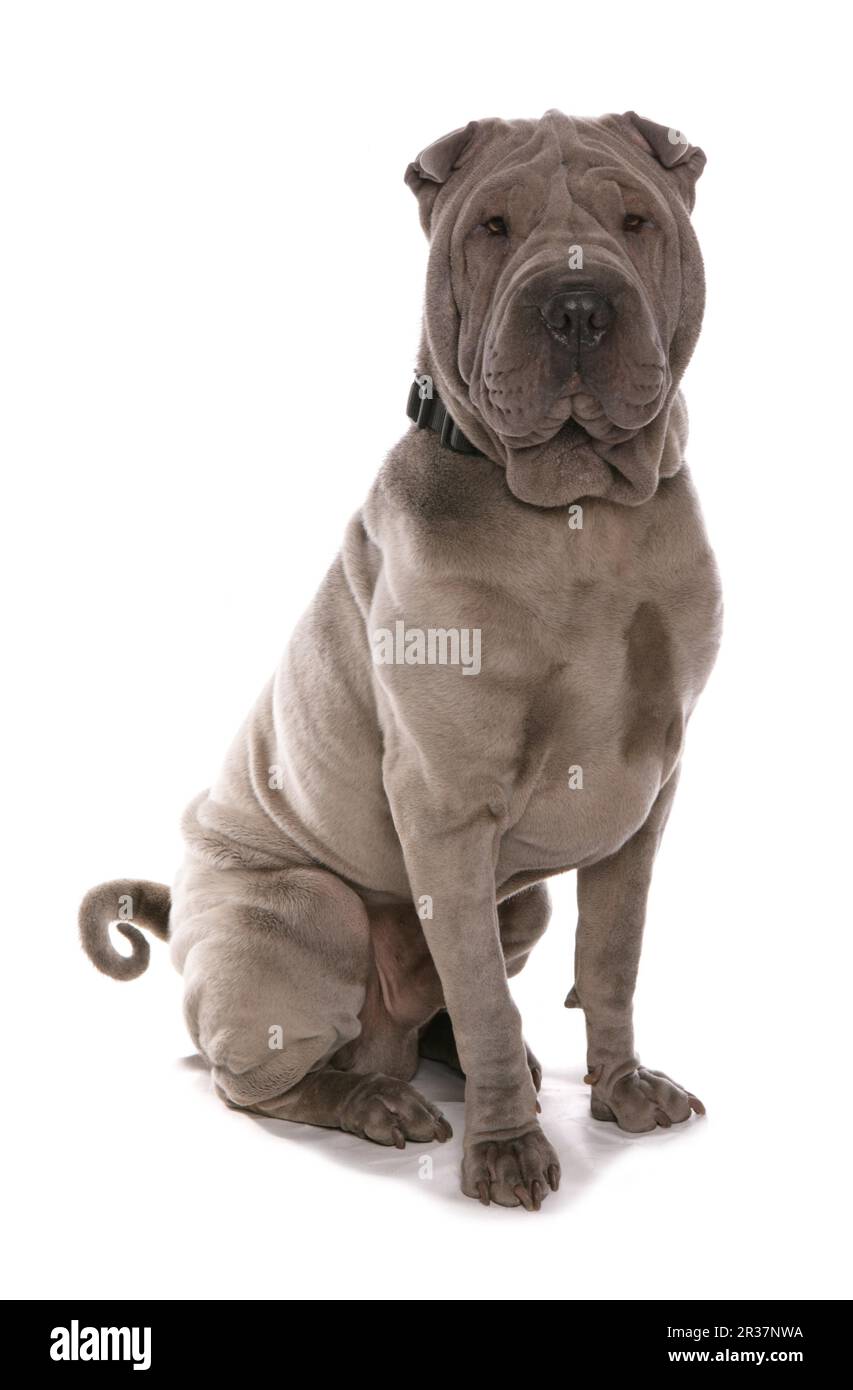 Haushund, Shar-Pei, Erwachsener, sitzend, mit Halsband Stockfoto