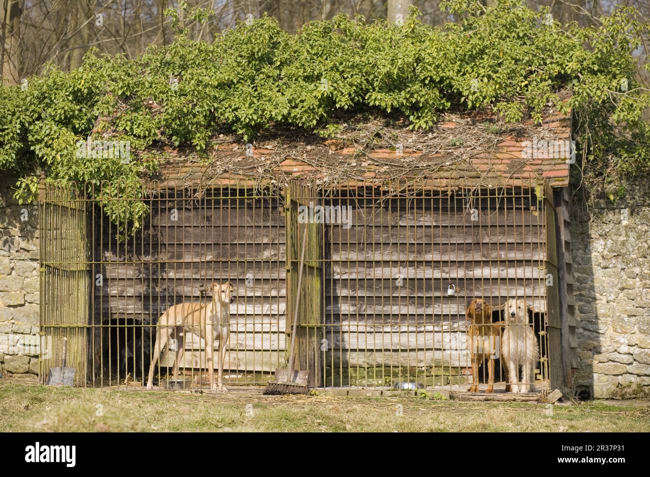 Wachhunde in Zwingern, England, Zwingerhaltung Stockfoto