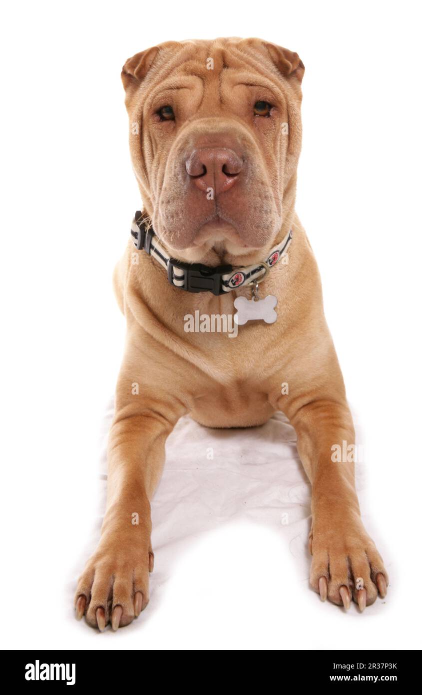 Haushund, Shar-Pei, Erwachsener, liegend, mit Kragen und Anhänger Stockfoto